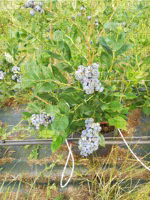 Evaluation variétale myrtille - Duke forme du buisson